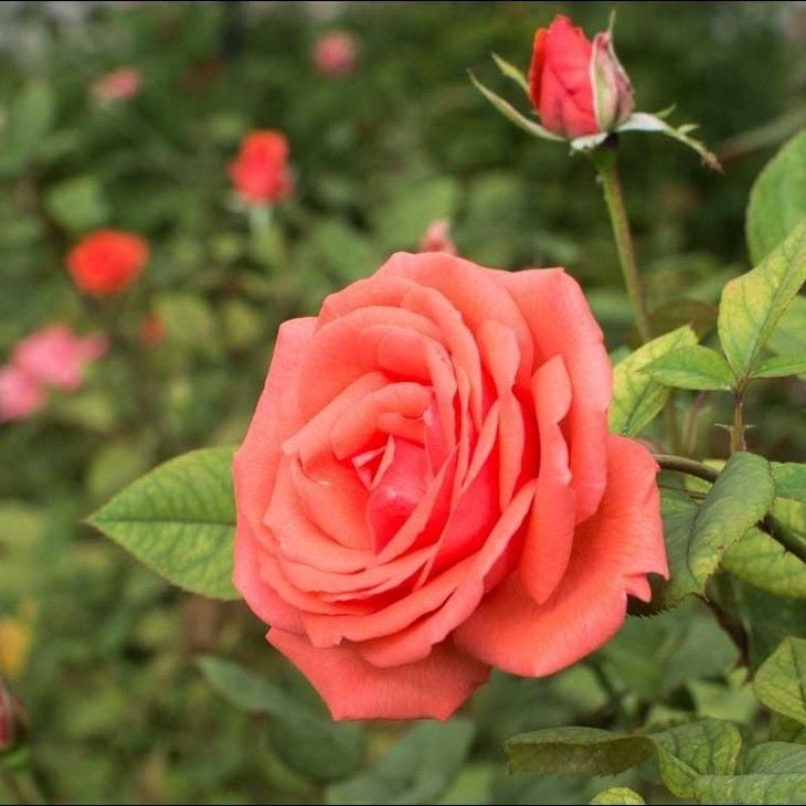 Tüplü  Koleksiyonluk Yediveren Harmonie Yoğun Kokulu Gül Fidanı