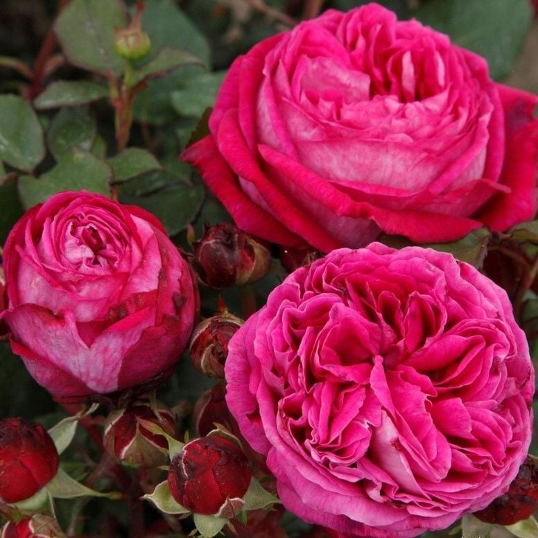 Yediveren Tüplü Parfüm Kokulu Freifrau Caroline Gül Fidanı