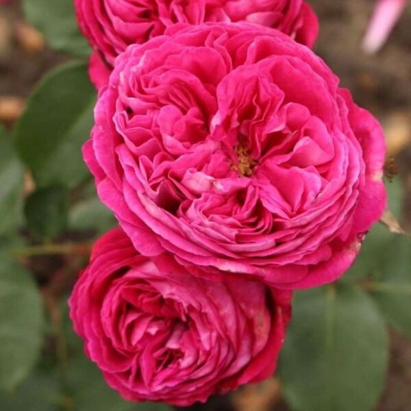 Yediveren Tüplü Parfüm Kokulu Freifrau Caroline Gül Fidanı