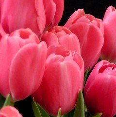 Pembe Don Quichotte Lale Soğanı (5 Adet)