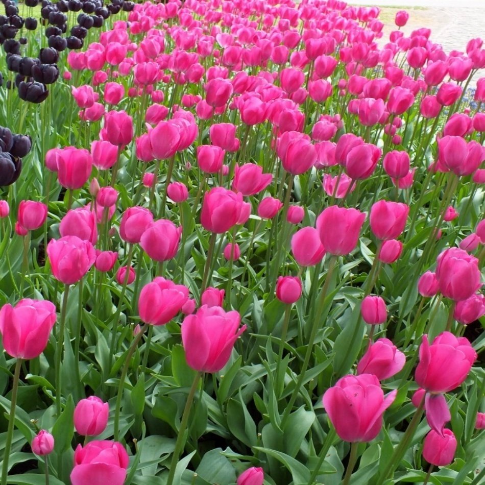 Pembe Don Quichotte Lale Soğanı (5 Adet)