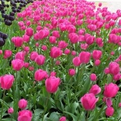 Pembe Don Quichotte Lale Soğanı (5 Adet)