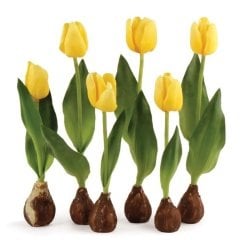 Yellow Jan Van Nes Lale Soğanı (5 Adet)