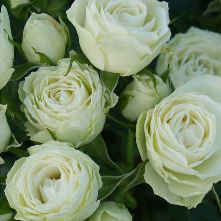 Tüplü Escimo Yediveren Çok Goncalı Gül FidanI