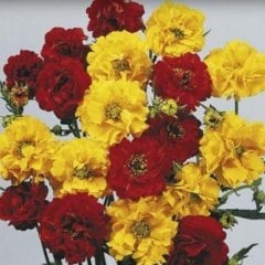 Karışık Katmerli Geum (Avens) Kadife Çiçeği Tohumu -20 Adet
