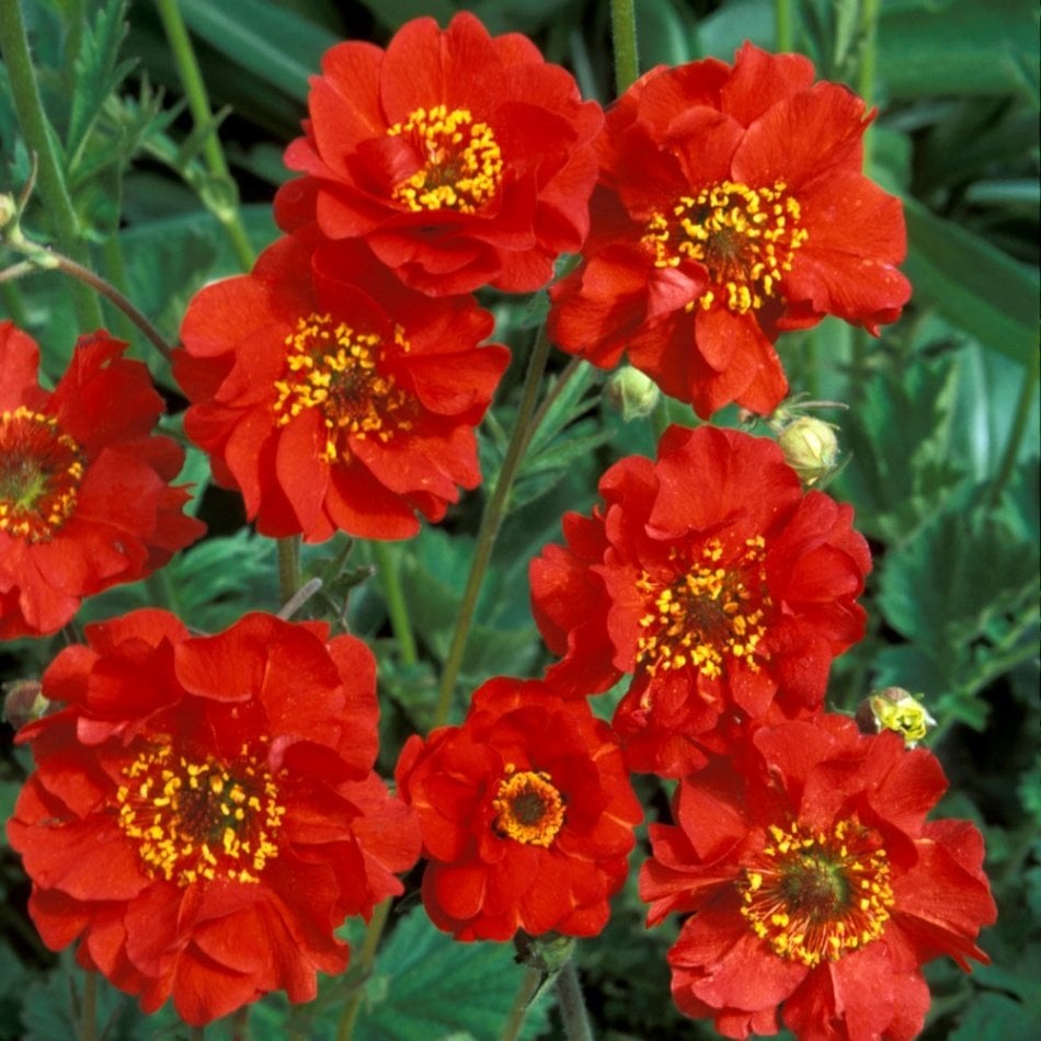 Kırmızı Katmerli Geum (Avens) Kadife Çiçeği Tohumu -20 Adet