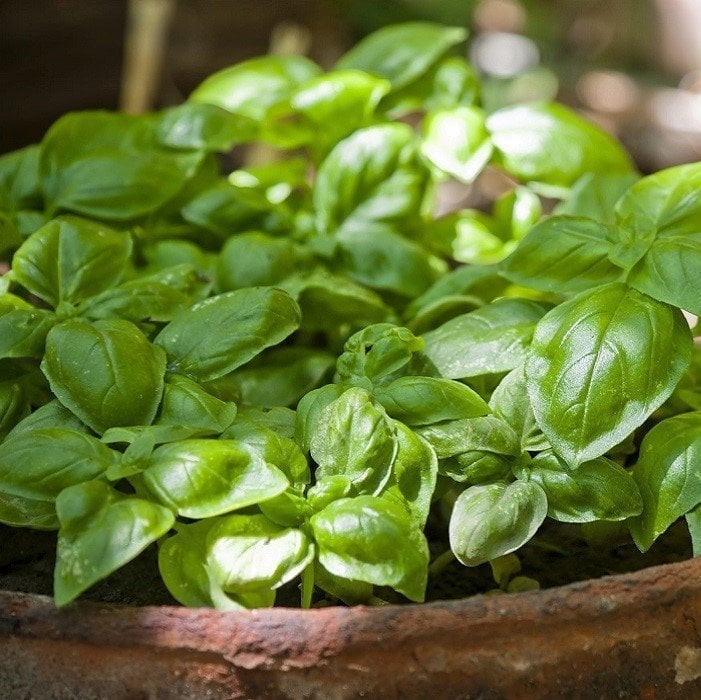 Kokulu Yeşil Geniş Yapraklı Fesleğen Fidesi (30 Adet)