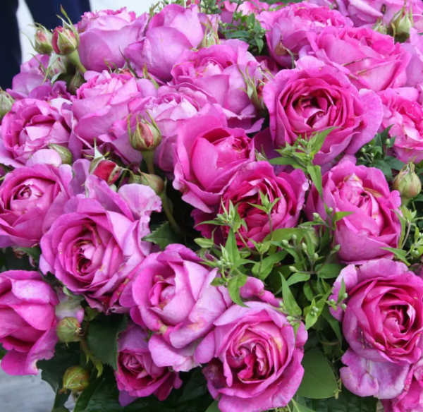 Yediveren Tüplü Carmen Wurth Yoğun Kokulu Yediveren Mor Gül Fidanı