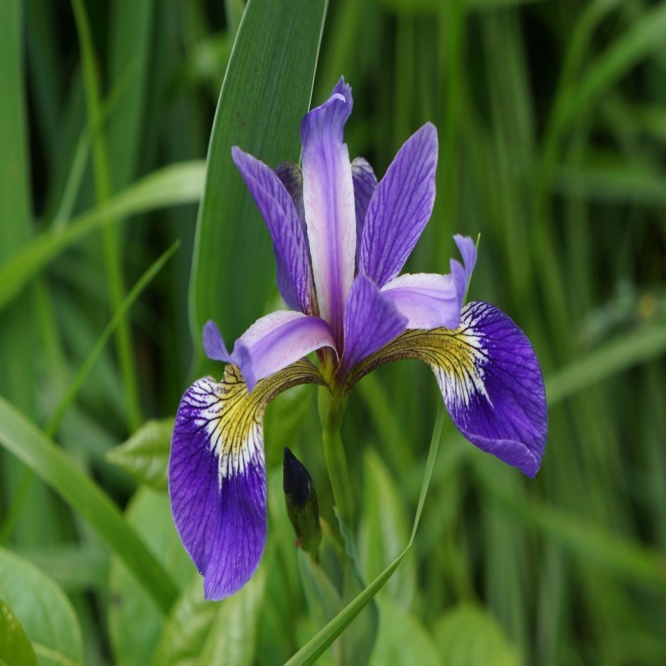 Koyu Mavi Süsen İris (Zambak) Çiçeği Tohumu -20 Adet