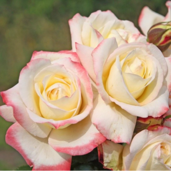 Yediveren Tüplü Athena Kokulu Gül Fidanı