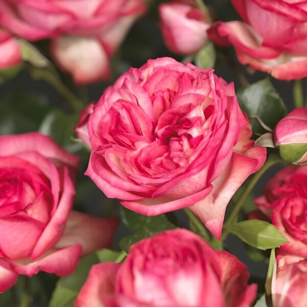 Yediveren Tüplü Antike 89 Kırmızı Beyaz Sarmaşık Gül Fidanı