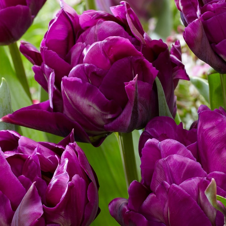 Parrot Negrita Mor Lale Soğanı (5 Adet)