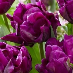 Parrot Negrita Mor Lale Soğanı (5 Adet)