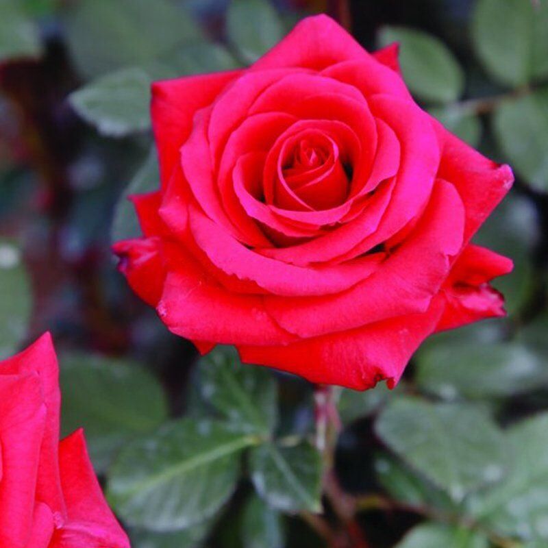 Yediveren Tüplü Kokulu Kordes Adriana Gül Fidanı