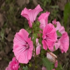 Lavatera Trimestris Pembe Pamuk Çiçeği Tohumu -50 Adet