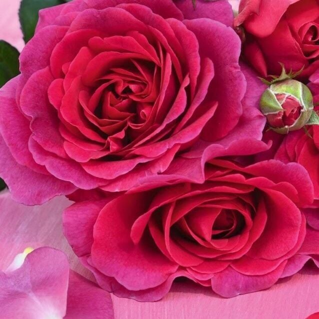 Yediveren Tüplü Koyu Mor Eliza Yoğun Kokulu Gül Fidanı (3-4 Yaş)