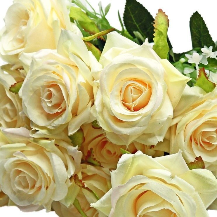 Tüplü Emilia Koyu Krem Yoğun Kokulu Gül Fidanı (3-4 Yaş)