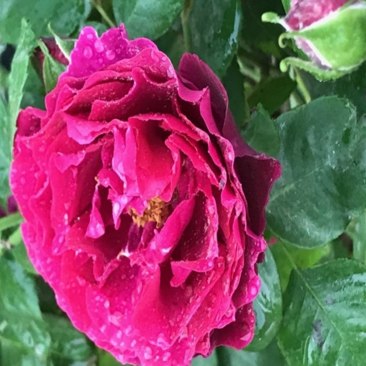 Yediveren Tüplü Nazende Yoğun Kokulu Koyu Mor Sarmaşık Gül Fidanı (120-160 cm)