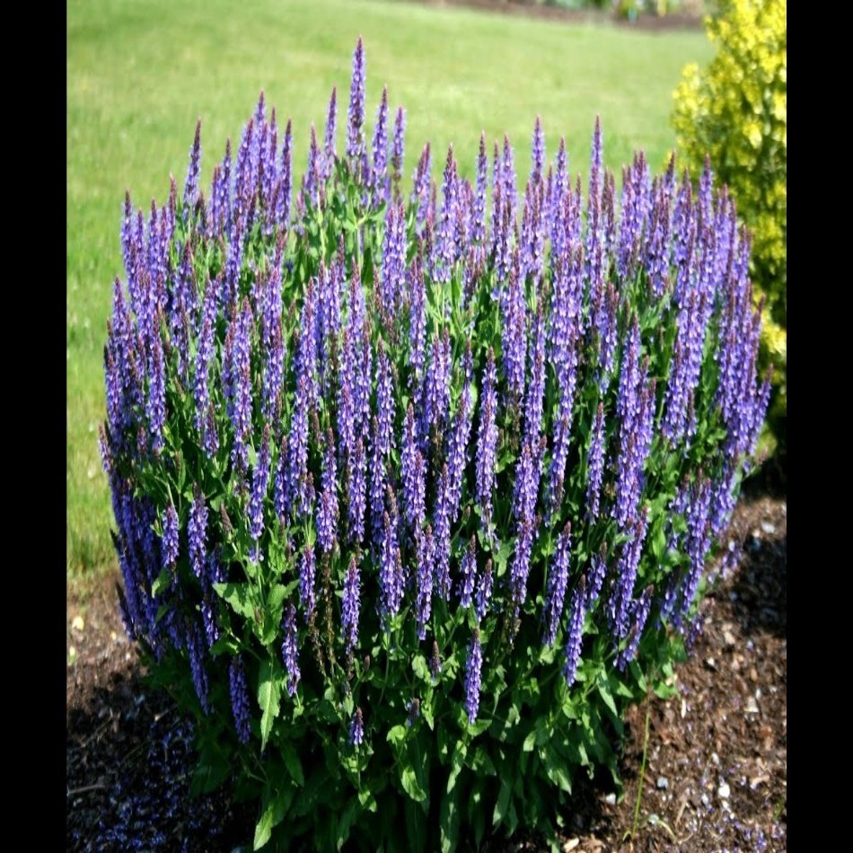 Salvia Nemorosa Adaçayı Çiçeği Tohumu Sizlere Özel Satışı