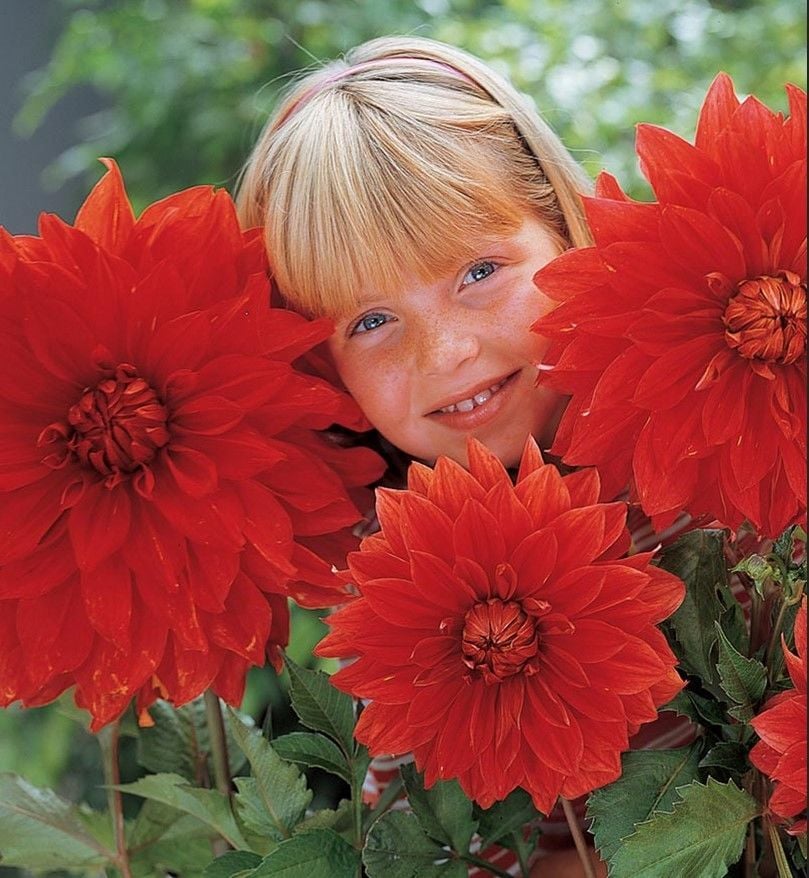 Babylon Red Dahlia Yumrusu (1 adet)