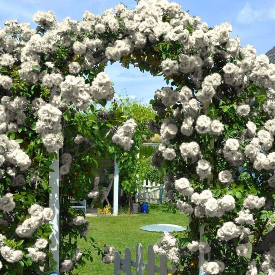 Yediveren Tüplü Kokulu White Quen Sarmaşık Gül Fidanı