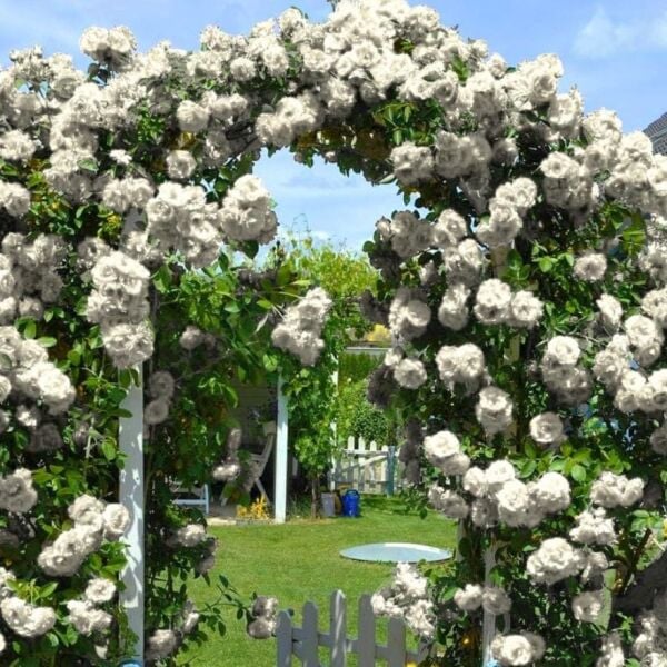 Yediveren Tüplü Kokulu White Quen Sarmaşık Gül Fidanı