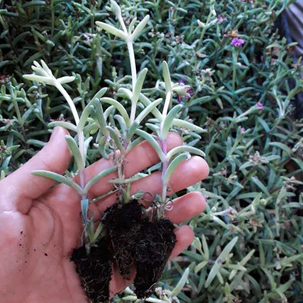 Mixed Yayılıcı Sarkıcı Delasporma Buz Çiçeği Fidesi (50 adet)