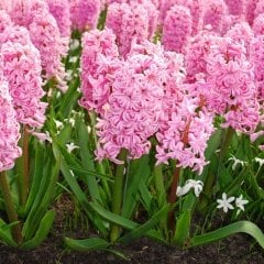 Toz Pembe Fondant Sümbül Soğanı (3 Adet)