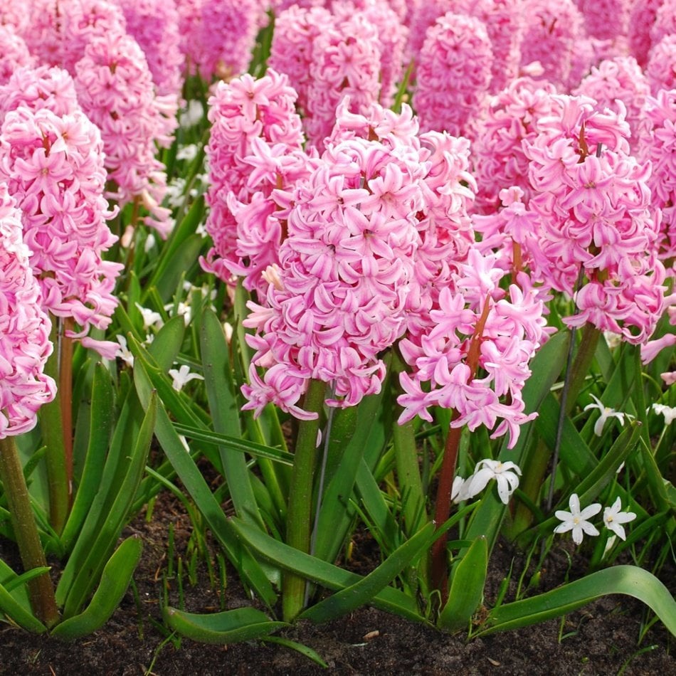 Toz Pembe Fondant Sümbül Soğanı (10 Adet)