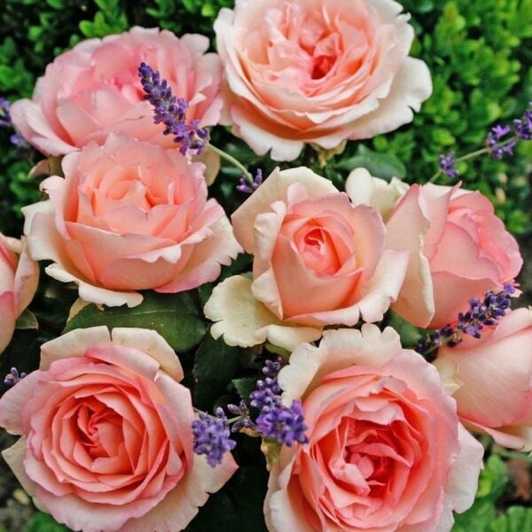 Tüplü Aşılı Souvenir De Baden Krem Pembesi Kokulu Yediveren Gül Fidanı