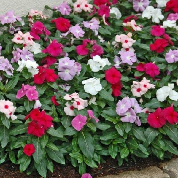 Herdem Yeşil Mixed Soğuklara Karşı Dayanımlı Vinca Cezayir Menekşesi Çiçeği Fidesi (5 Adet)