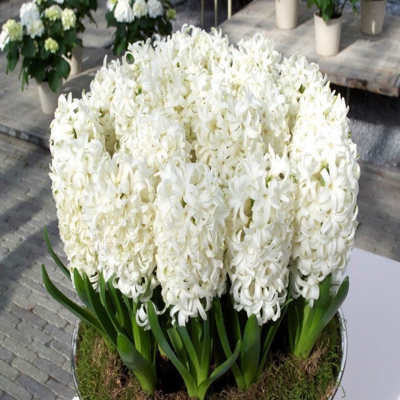 Krem Renkli Carnegia Sümbül Soğanı (10 Adet)