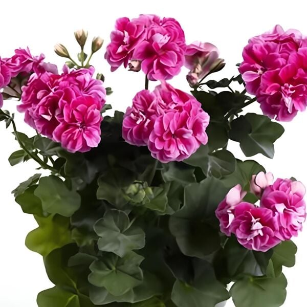 Nadir Bitki Katmerli Sarkan Grandeur İvy Stardust Sakız Sardunya Fidesi (1 Adet)