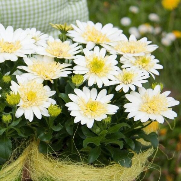 Katmerli Double Clear White Bodrum Papatyası Çiçeği Fidesi (1 Adet Fide)