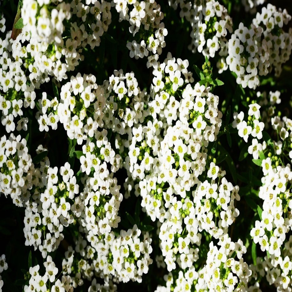 Alyssum Artvinense Kuduz Otu Tohumu -400 Tohum