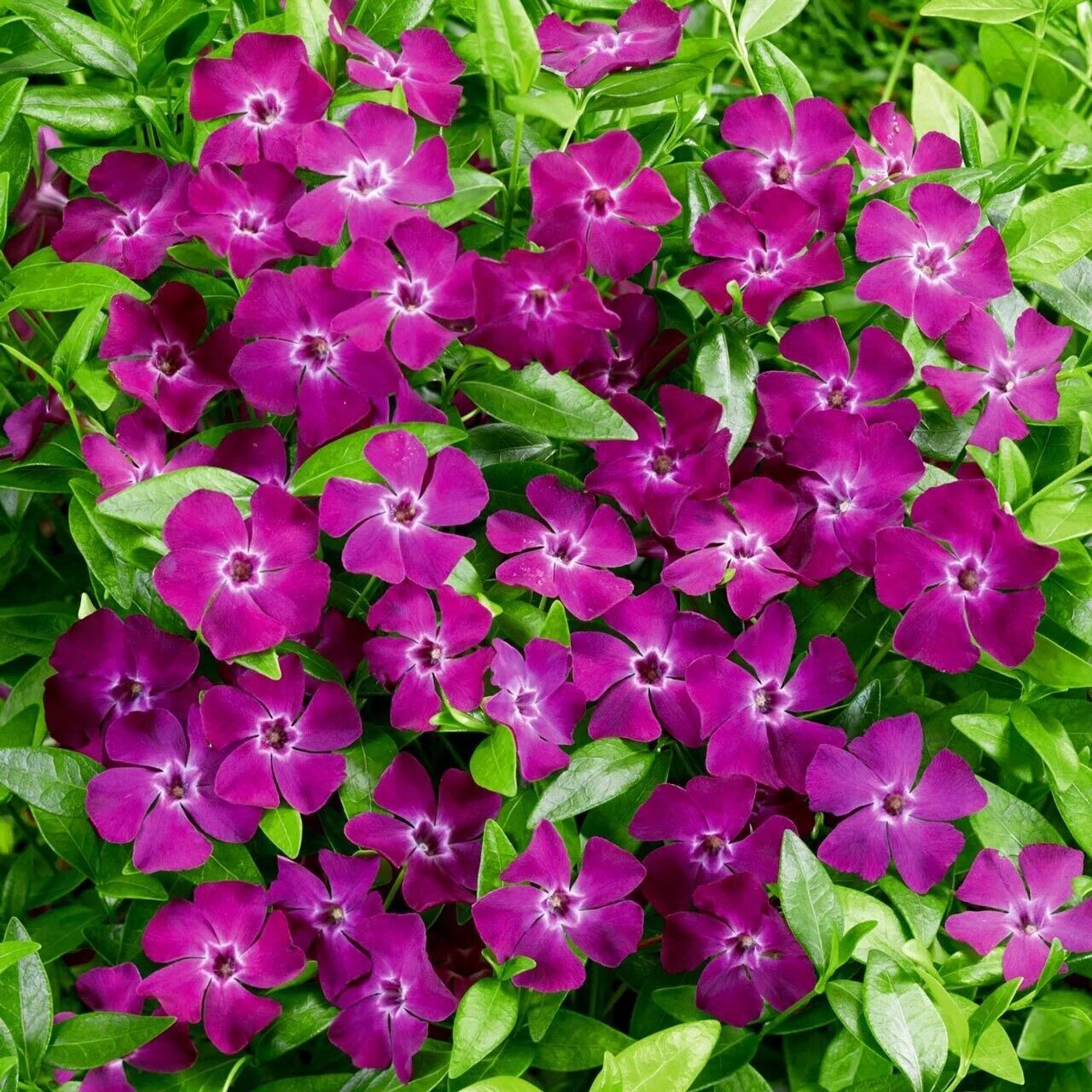 Herdem Yeşil Verino Soğuklara Karşı Dayanımlı Vinca Minor Çiçeği Fidesi (1 Adet)