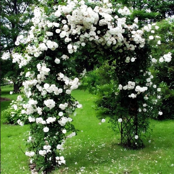 Tüplü Kokulu Yediveren Bride Crown Beyaz Renk Sarmaşık Gül Fidanı(120-200 CM)