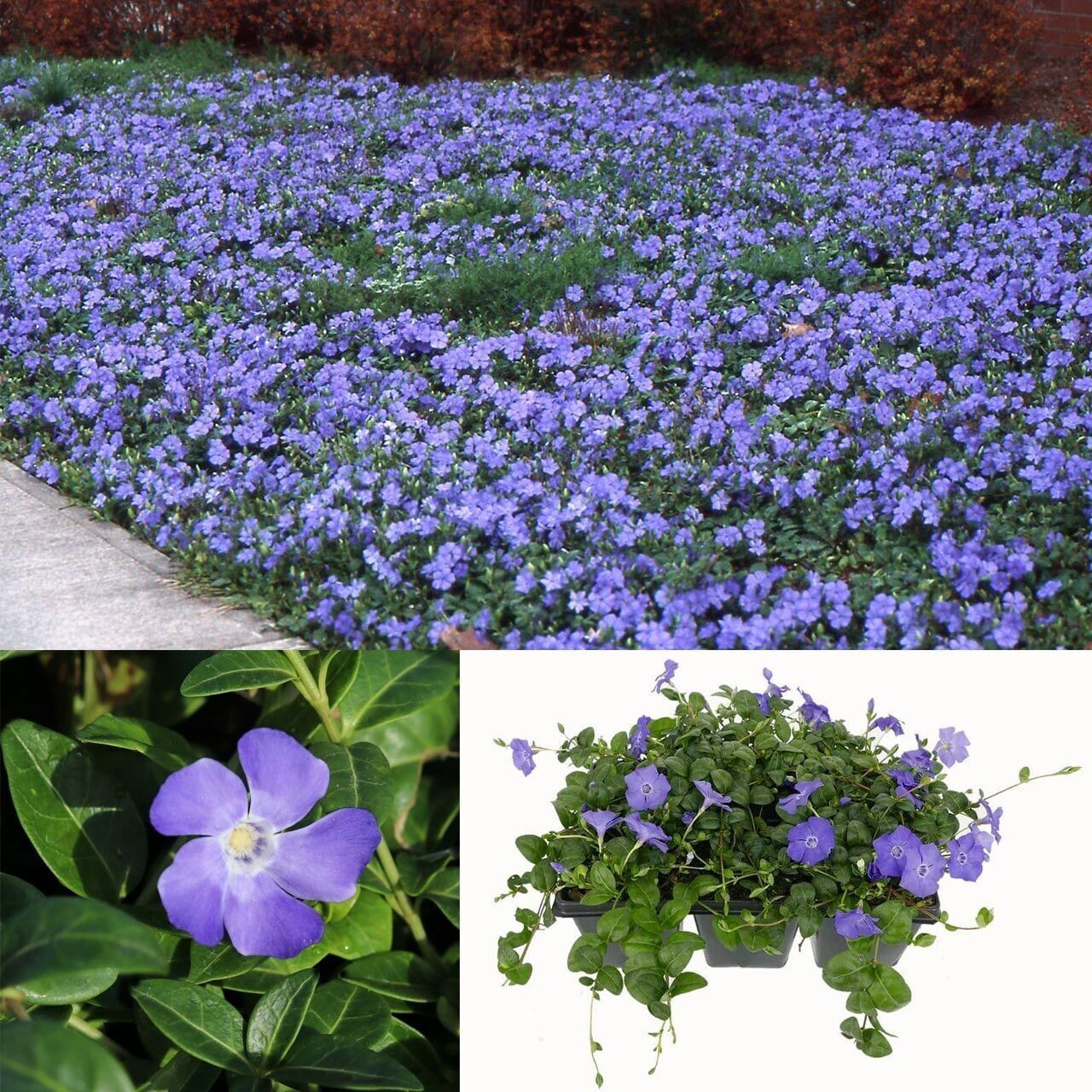 Herdem Yeşil Hawai Soğuklara Karşı Dayanımlı Vinca Minor Çiçeği Fidesi (1 Adet)