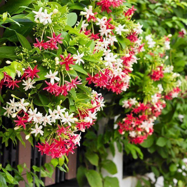 Özel Hoş Kokulu Bindallı Sarmaşığı Fidanı (200-300 cm)