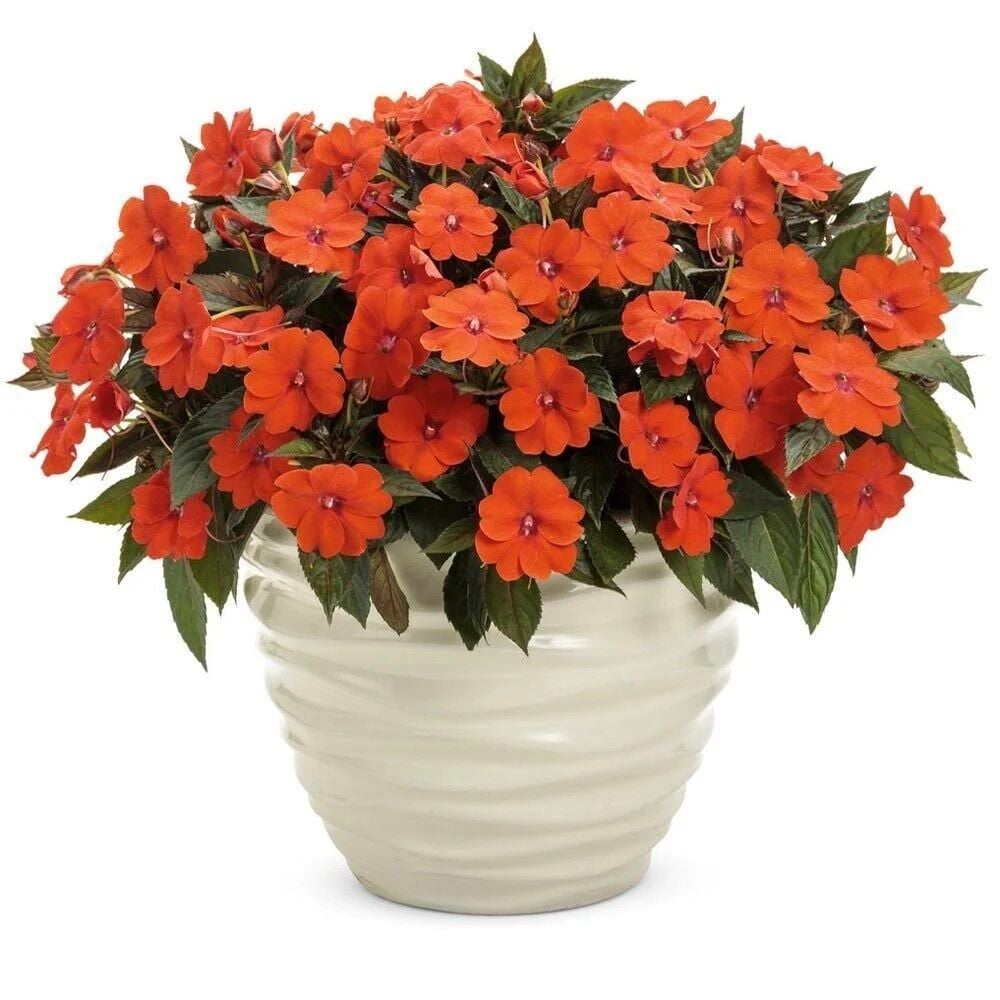 Özel Tür Turuncu Magnifico Orange Yeni Gine Cam Güzeli Çiçeği Fidesi (1Adet)