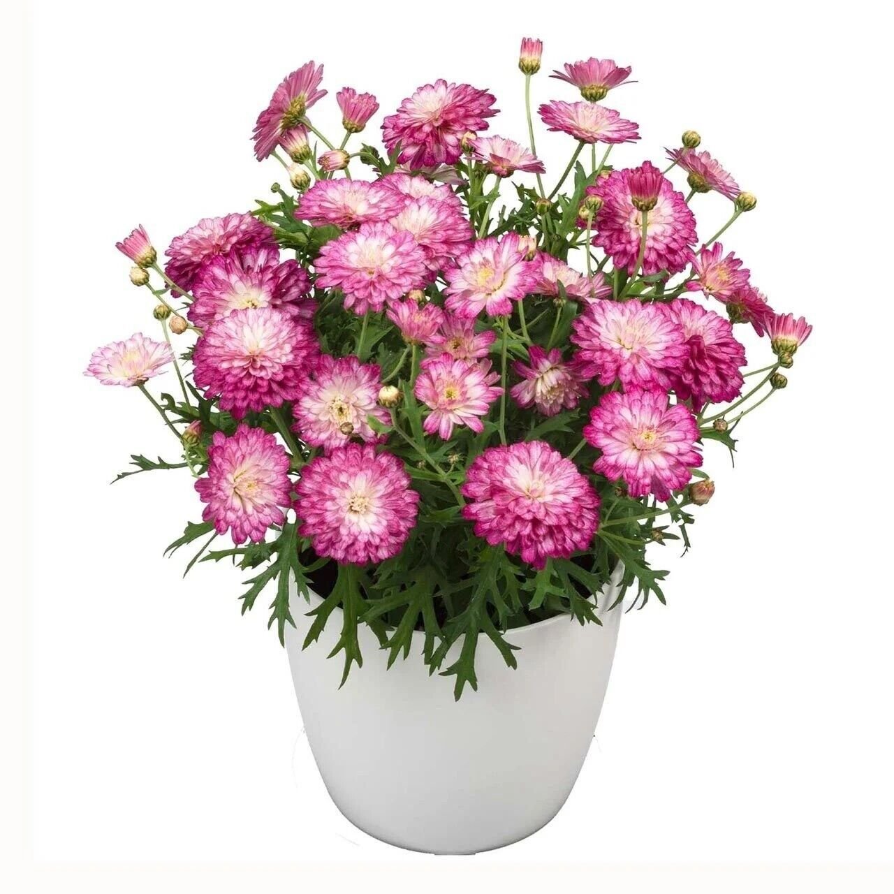 Özel Tür Aramis Double Strawberry Cream Katmerli Çeşme Papatyası Çiçeği Fidesi (1 Adet Fide)