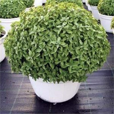 Saksılık Top Fesleğen Fidesi (5 adet)