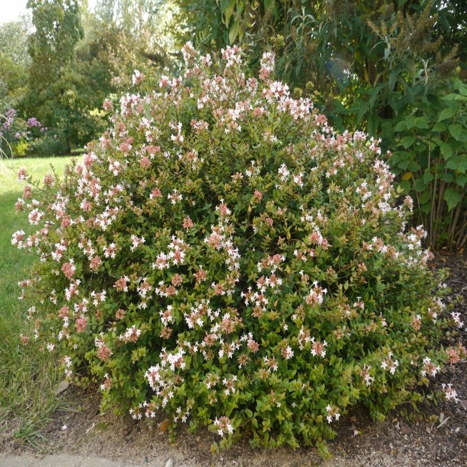 Tüplü Kokulu Salkım Çiçekli Abelia Fidanı