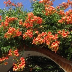 Tüplü Campsis Turuncu Acem Borusu Fidanı (40-70 cm)