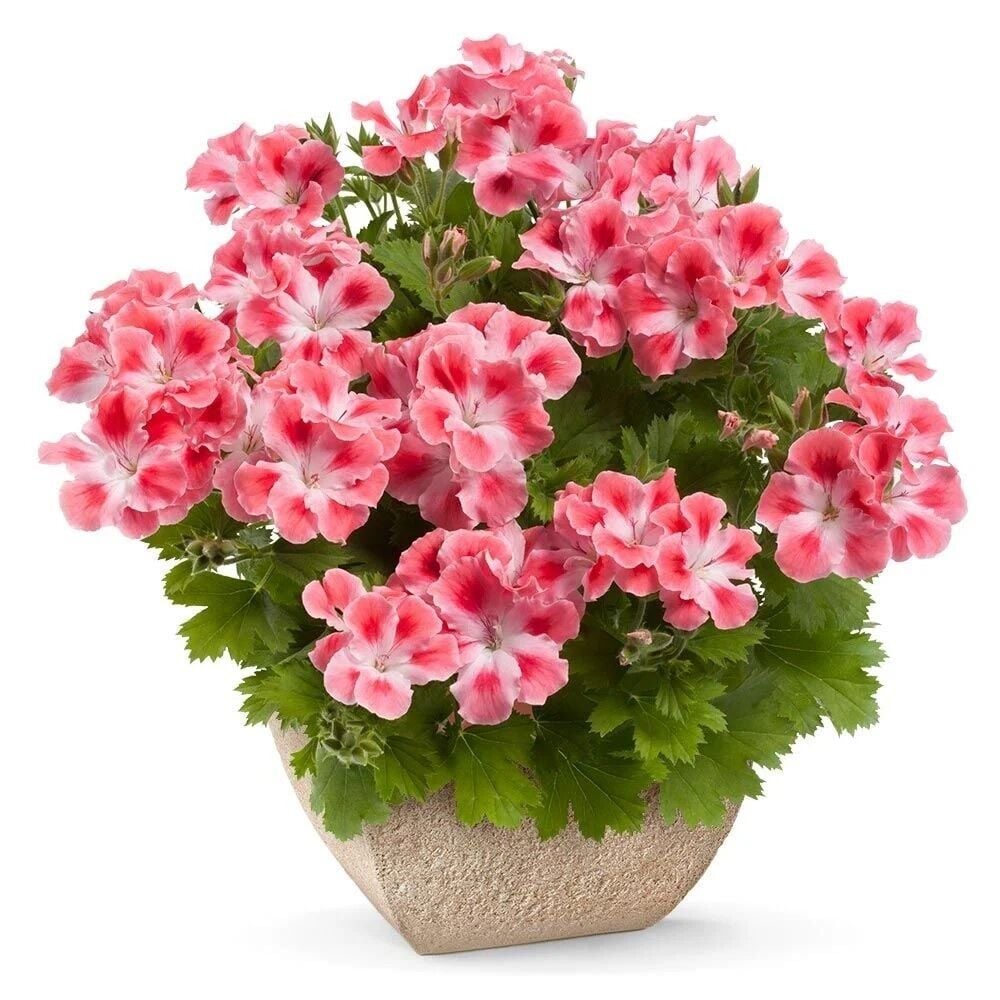 Özel Çeşit Nadir Pink White Clarion Canan Çiçeği Fidesi (1 Adet)