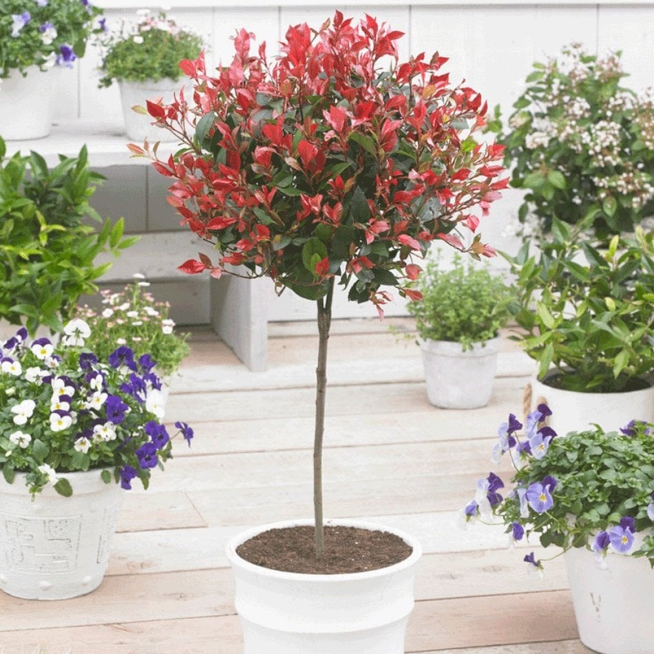 Tüplü Bodur Photinia Red Alev Çalısı Fidanı