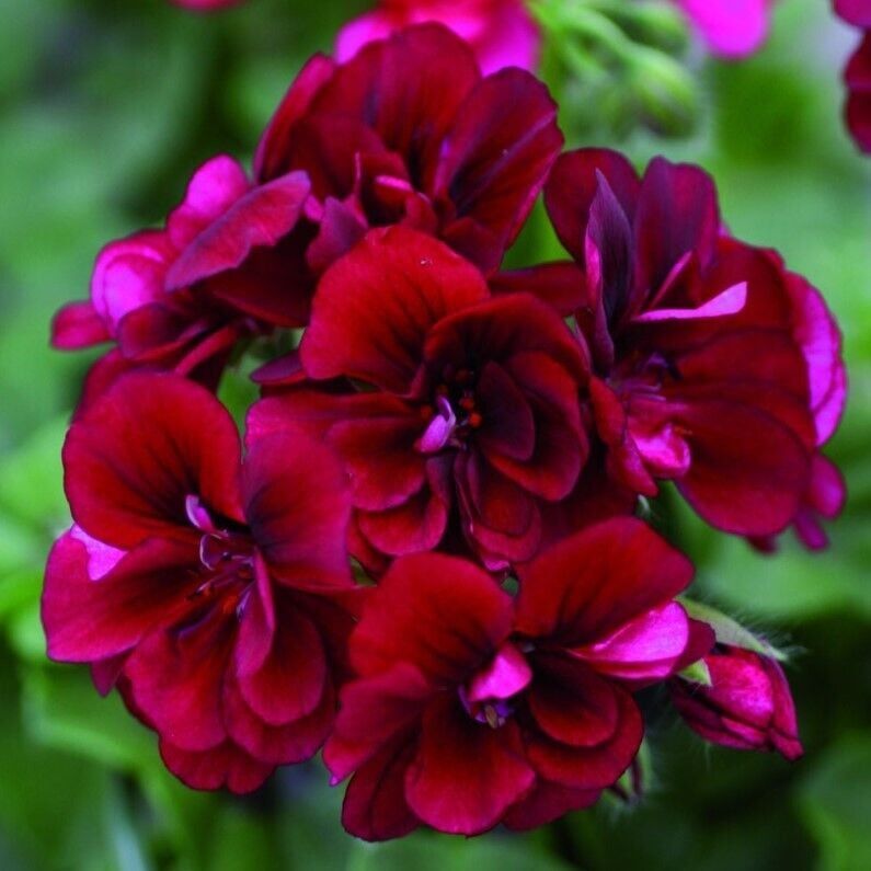 Nadir Bitki Katmerli Sarkan Grandeur İvy Velvet Sakız Sardunya Fidesi (1 Adet)