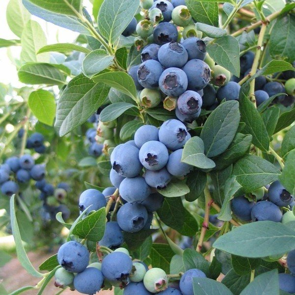 Tüplü Aromalı Duke Yaban Mersini  Fidanı