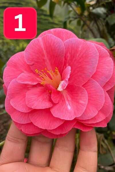 Mini Saksıda İri Goncalı Desire Kamelya Fidesi (5-10 cm)