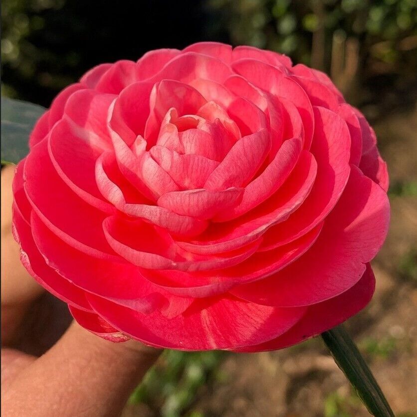 Mini Saksıda Katmerli Pembe Katmerli Kamelya Fidesi (5-10 cm)